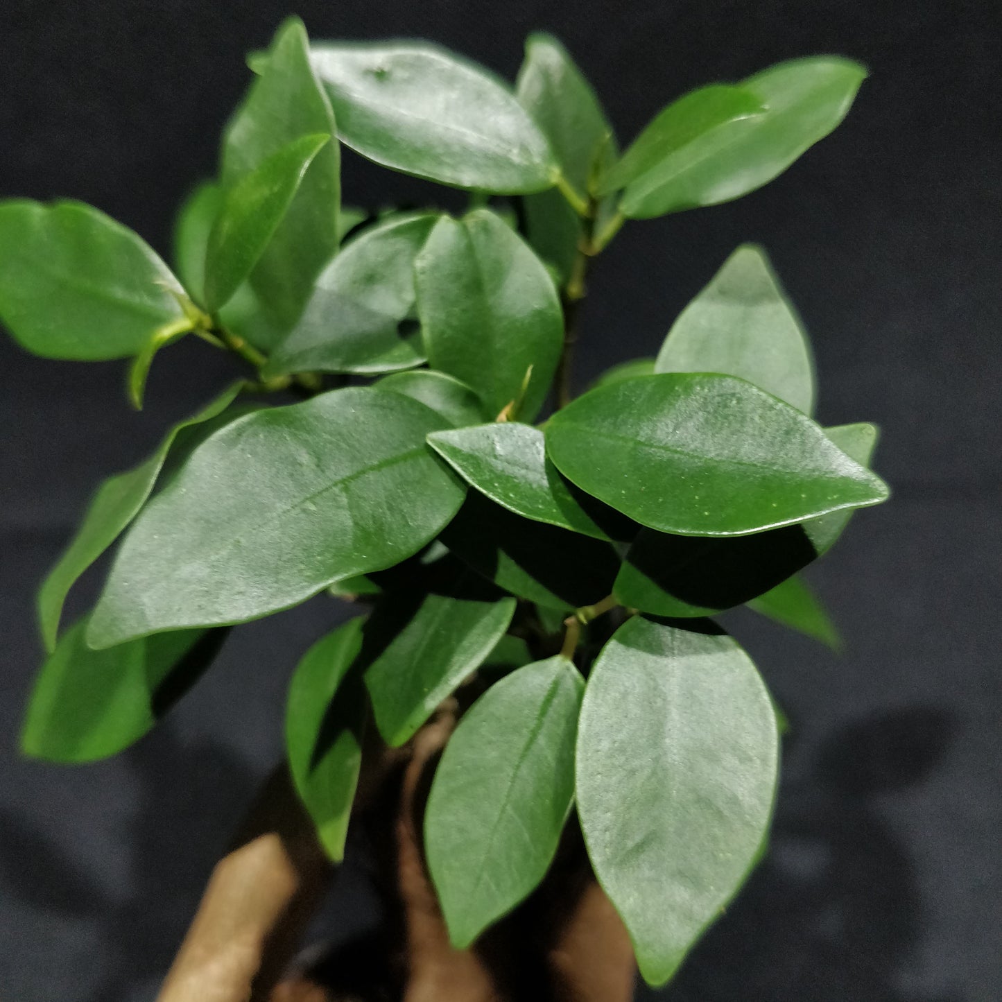 Ficus Microcarpa Ginseng Bonsai (Small) - Curtain Fig / Chinese Banyan