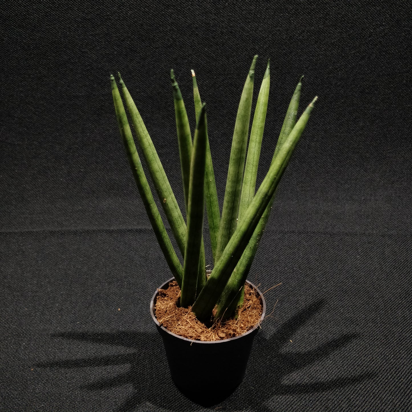 African Spear Plant - Sansevieria Cylindrica