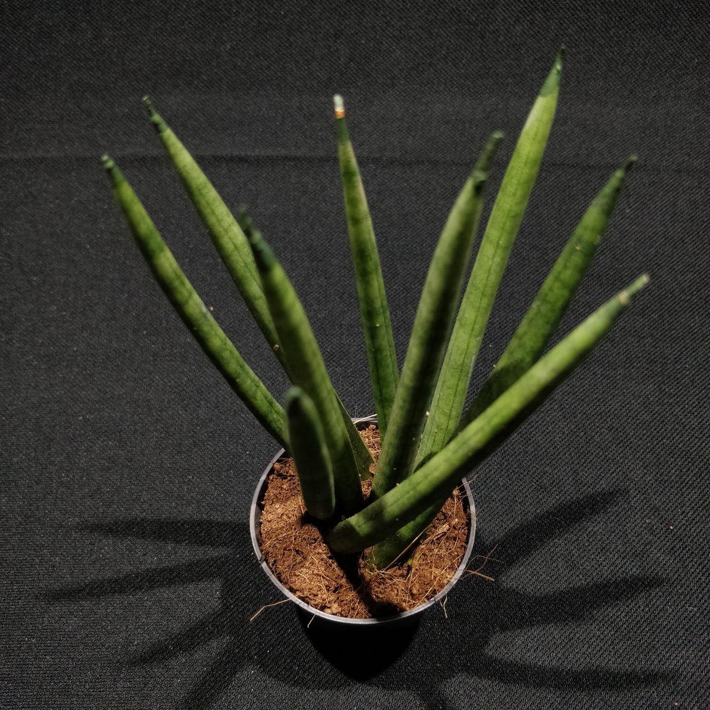 African Spear Plant - Sansevieria Cylindrica