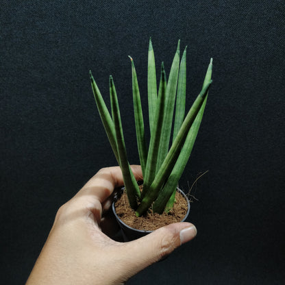 African Spear Plant - Sansevieria Cylindrica