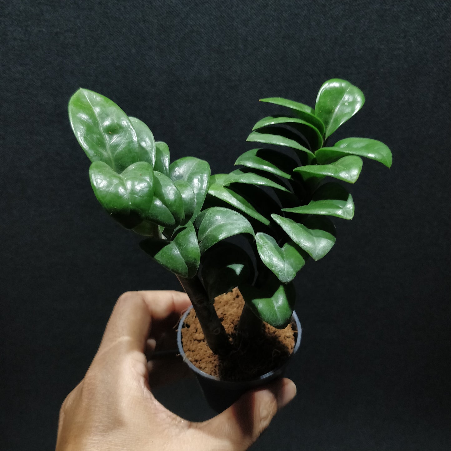 ZZ Zenzi - Zamioculcas Zamiifolia 'Zenzi'