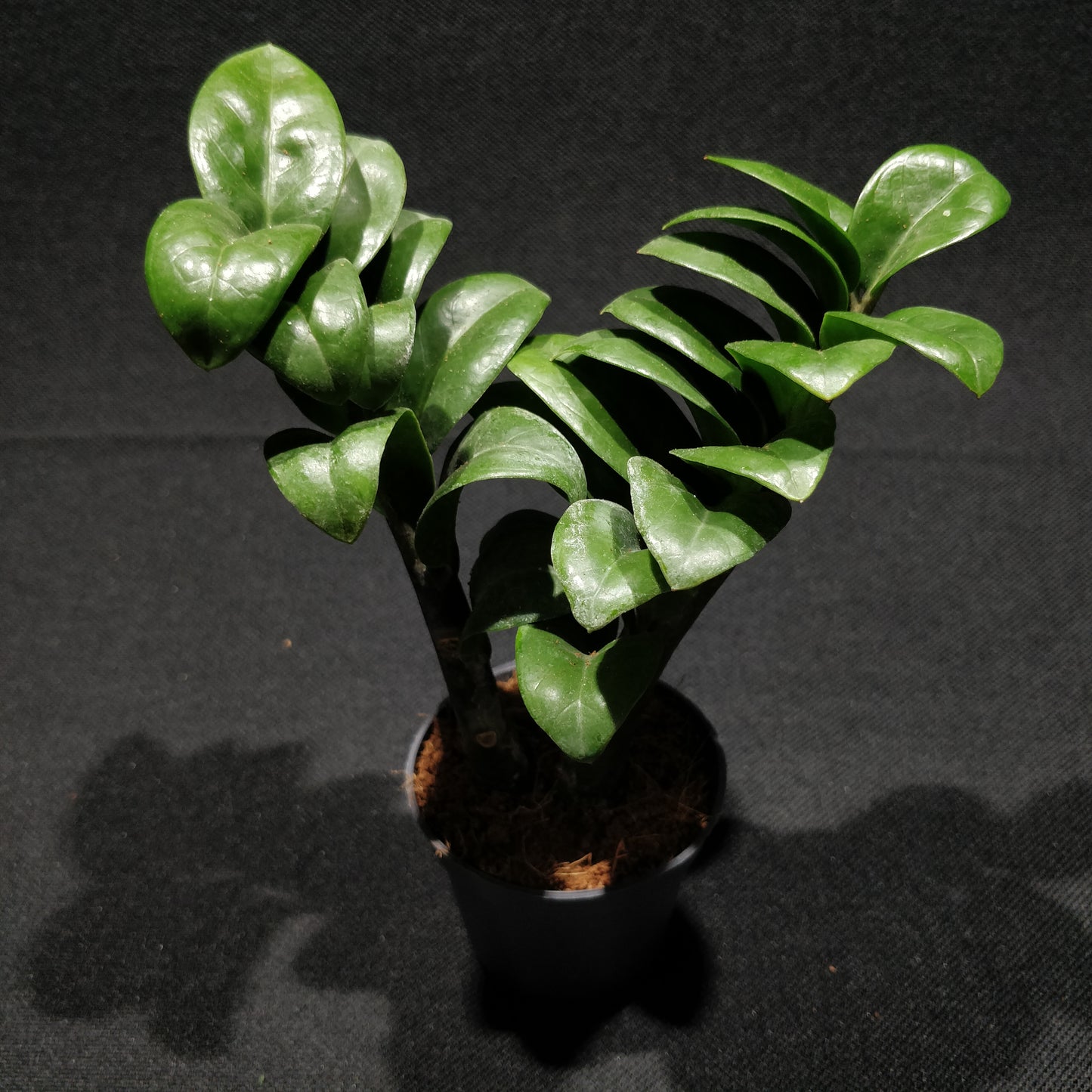 ZZ Zenzi - Zamioculcas Zamiifolia 'Zenzi'