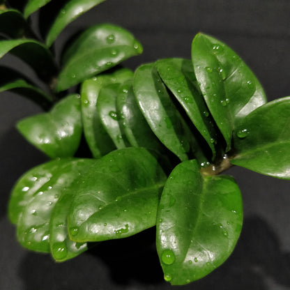 ZZ Zenzi - Zamioculcas Zamiifolia 'Zenzi'