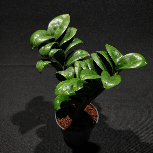 ZZ Zenzi - Zamioculcas Zamiifolia 'Zenzi'