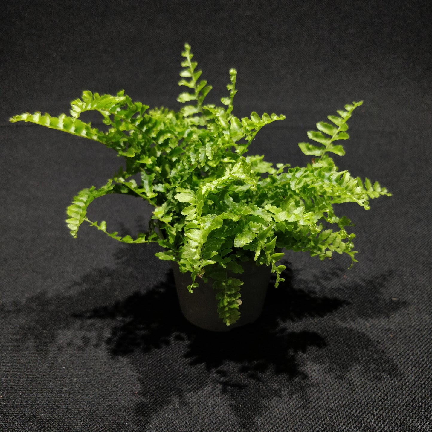 Sword Fern - Nephrolepis Exaltata “Vitale”