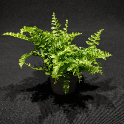 Sword Fern - Nephrolepis Exaltata “Vitale”