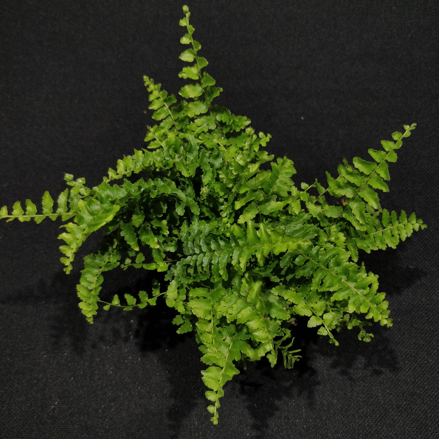 Sword Fern - Nephrolepis Exaltata “Vitale”