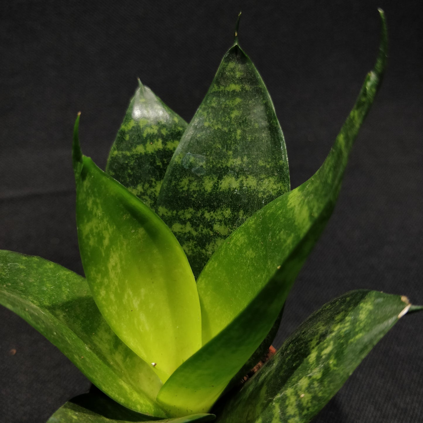 Snake Plant - Dracaena Trifasciata