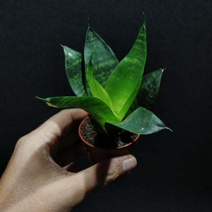 Snake Plant - Dracaena Trifasciata