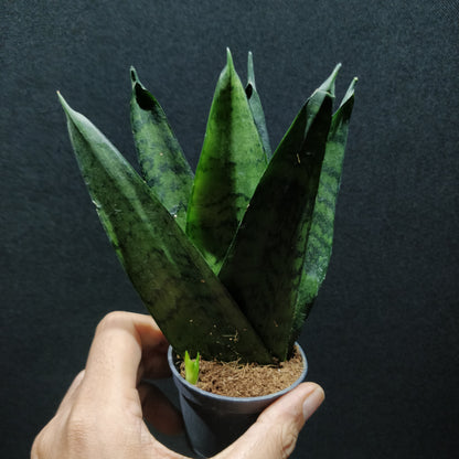 Snake Plant - Sanseveiria 'Comet Queen'