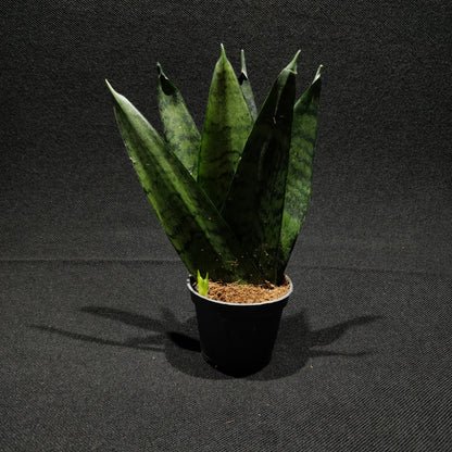 Snake Plant - Sanseveiria 'Comet Queen'