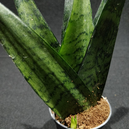 Snake Plant - Sanseveiria 'Comet Queen'