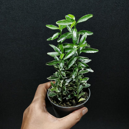 Euonymus Japonicus - Japanese Spindle