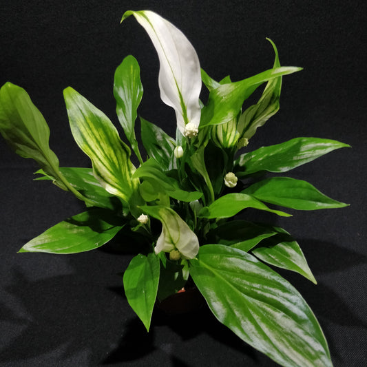 Spathiphyllum Pearl Cupido - Peace Lily