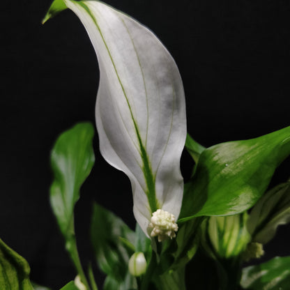 Spathiphyllum Pearl Cupido - Peace Lily