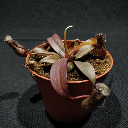 Nepenthes Peltata - Pitcher Plant