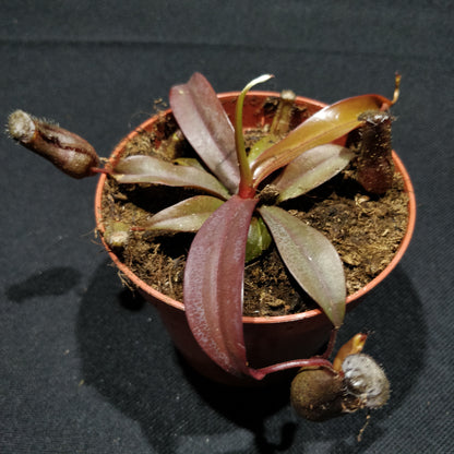 Nepenthes Peltata - Pitcher Plant