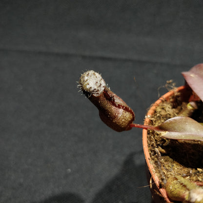 Nepenthes Peltata - Pitcher Plant