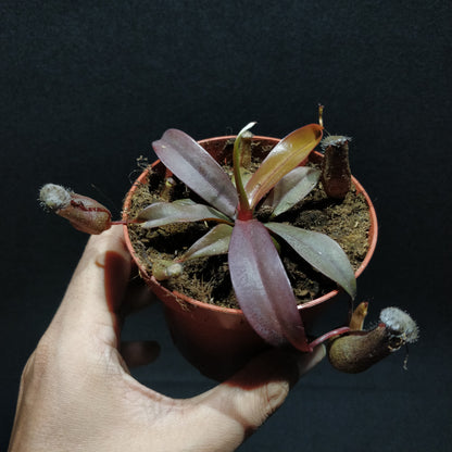 Nepenthes Peltata - Pitcher Plant