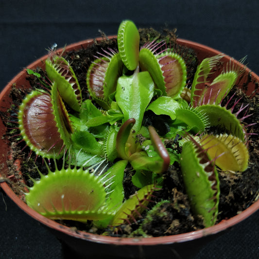 Dionaea - Venus Flytrap