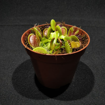 Dionaea - Venus Flytrap