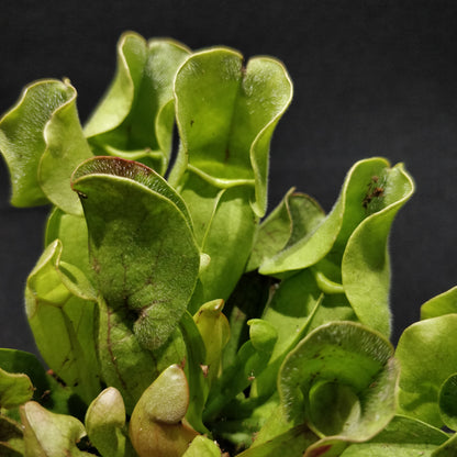 Sarracenia Purpurea - Pitcher Plant