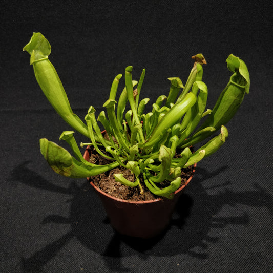 Sarracenia Psittacina - Pitcher Plant