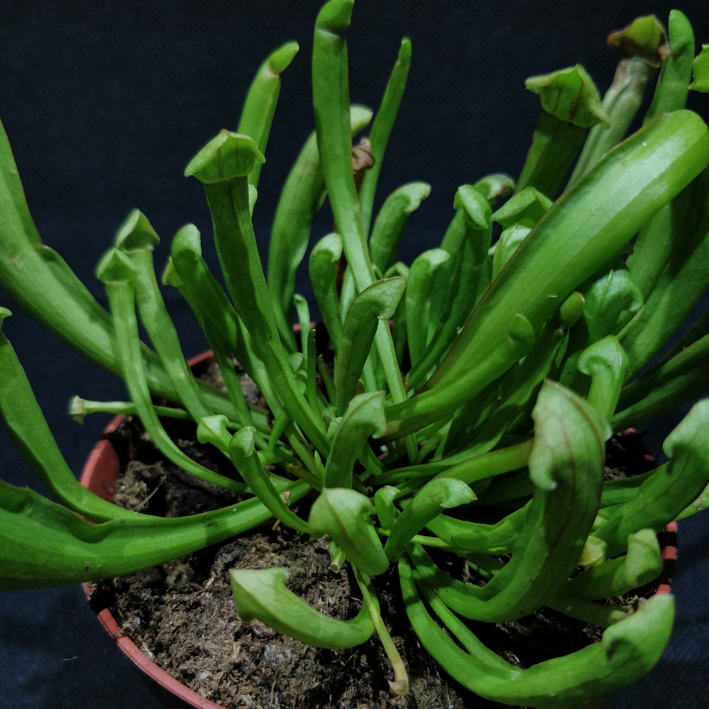 Sarracenia Psittacina - Pitcher Plant