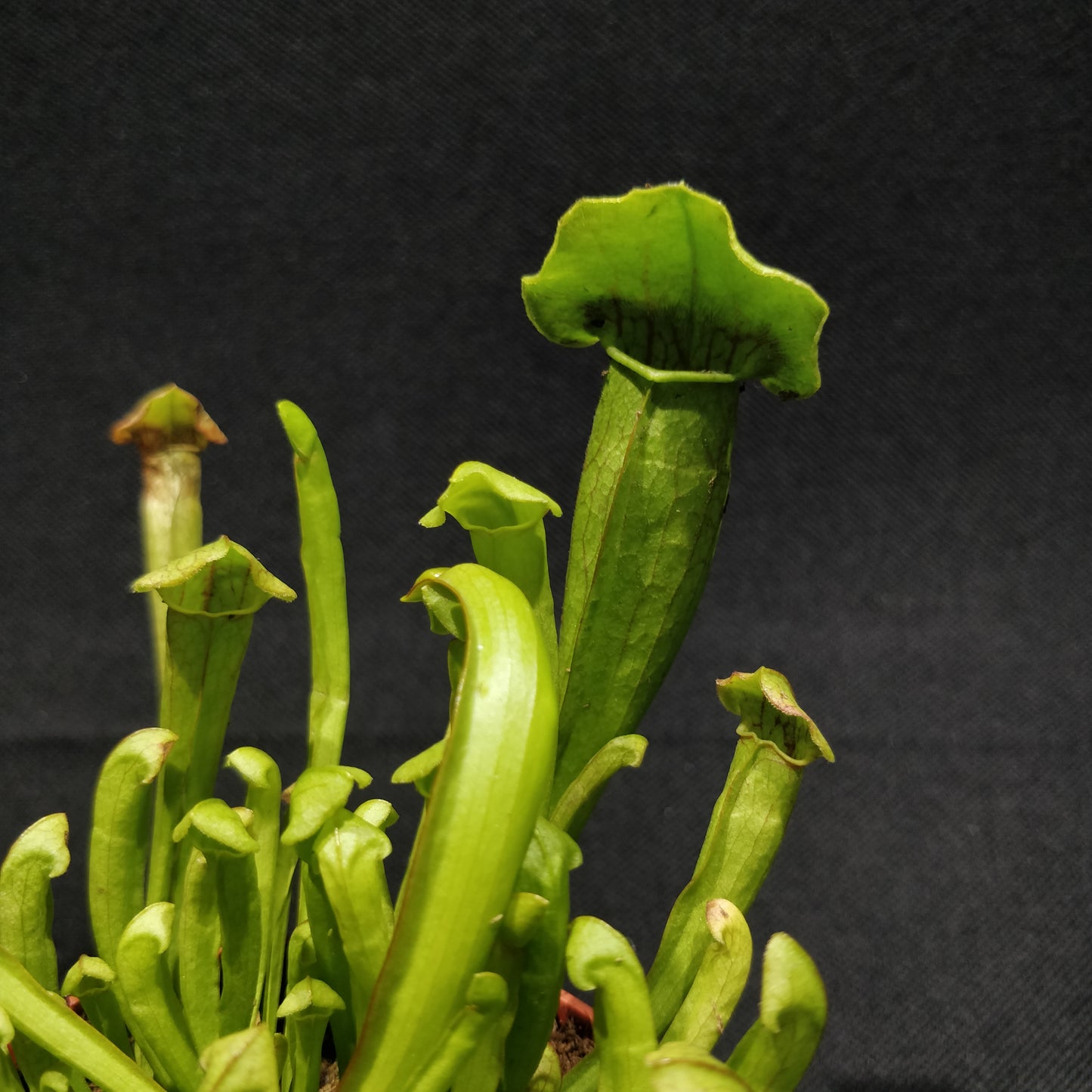 Sarracenia Psittacina - Pitcher Plant