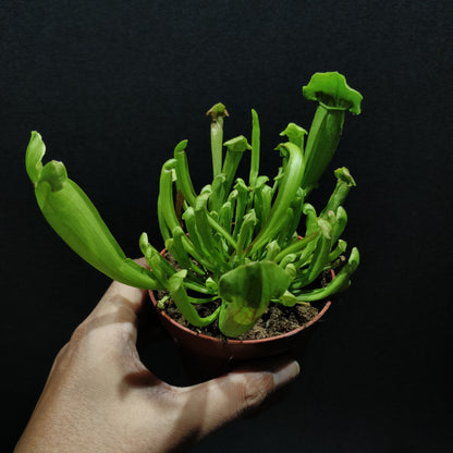 Sarracenia Psittacina - Pitcher Plant