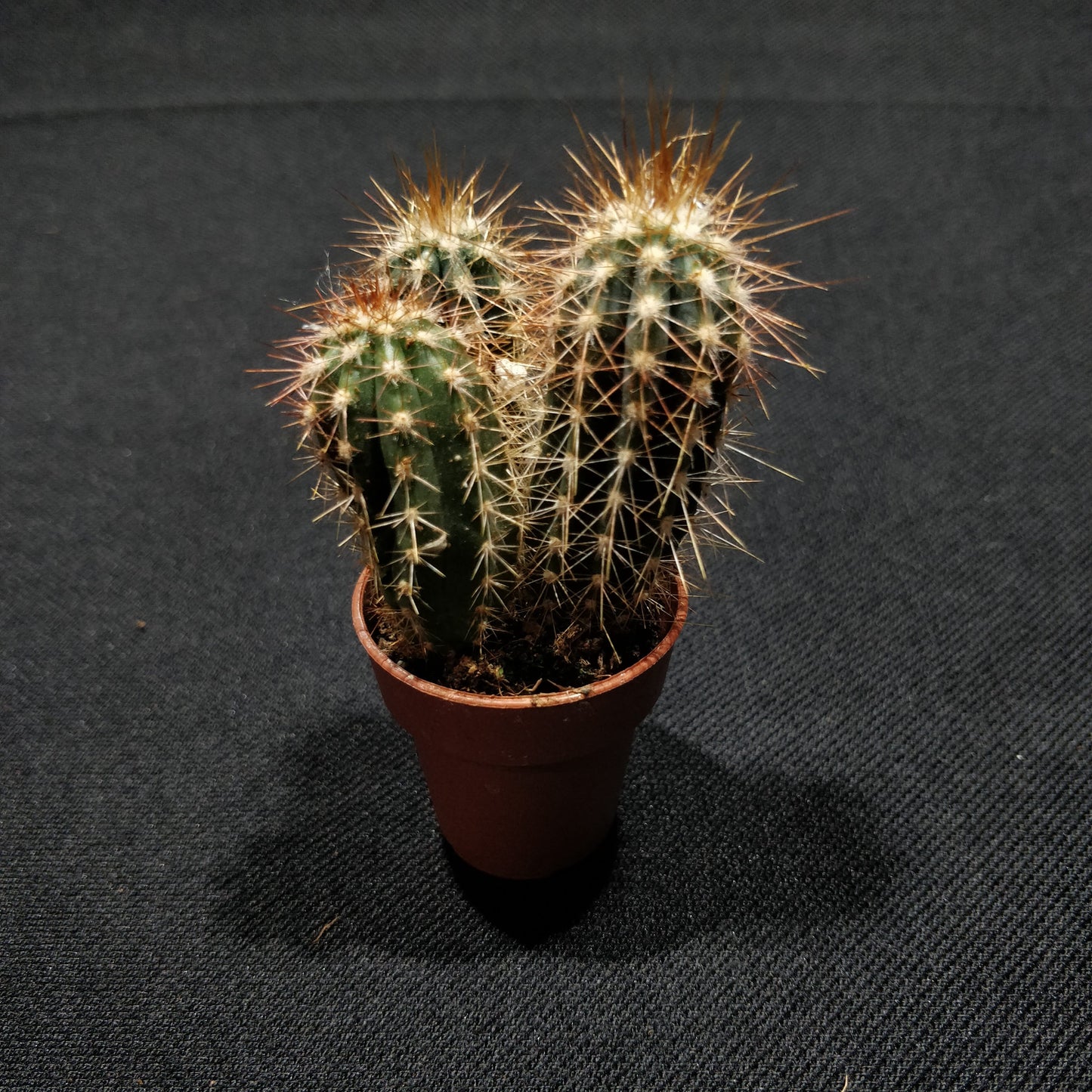 Mini Cactus