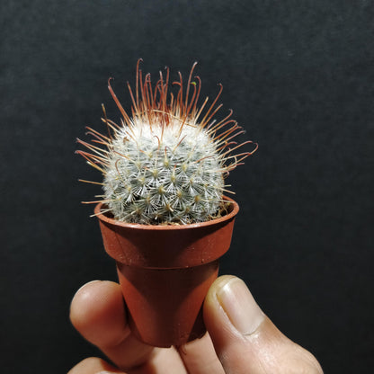 Mini Cactus