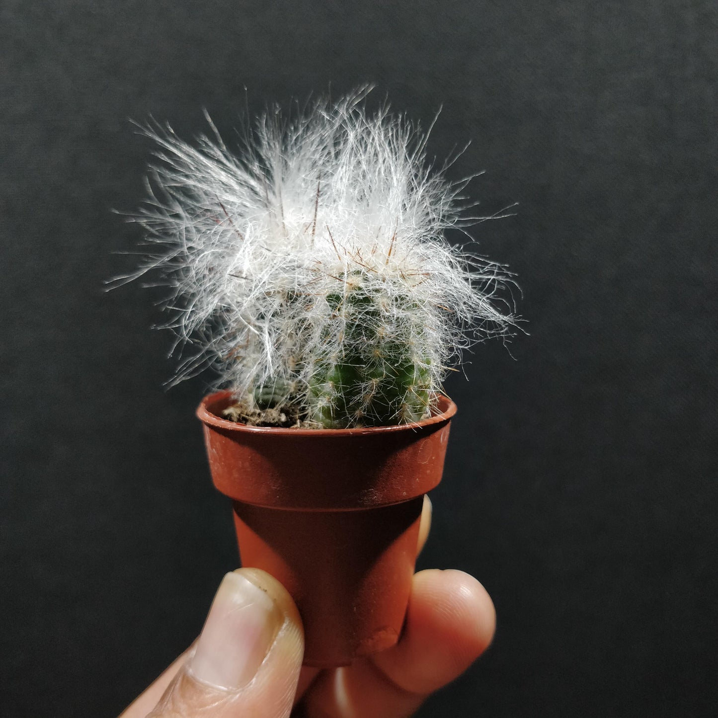 Mini Cactus