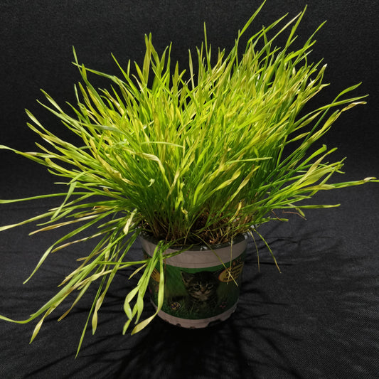 Cyperus Kitten Grass