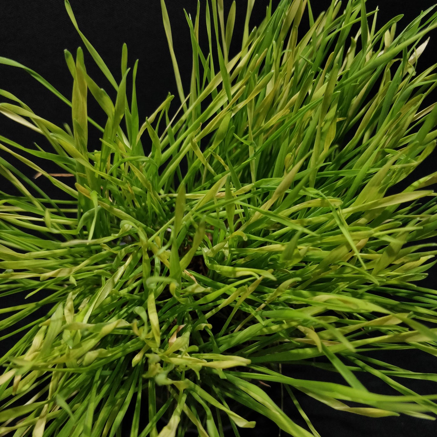 Cyperus Kitten Grass