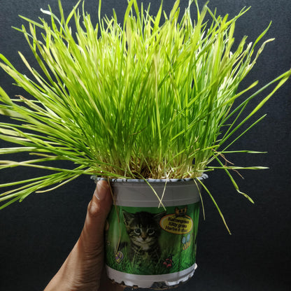 Cyperus Kitten Grass
