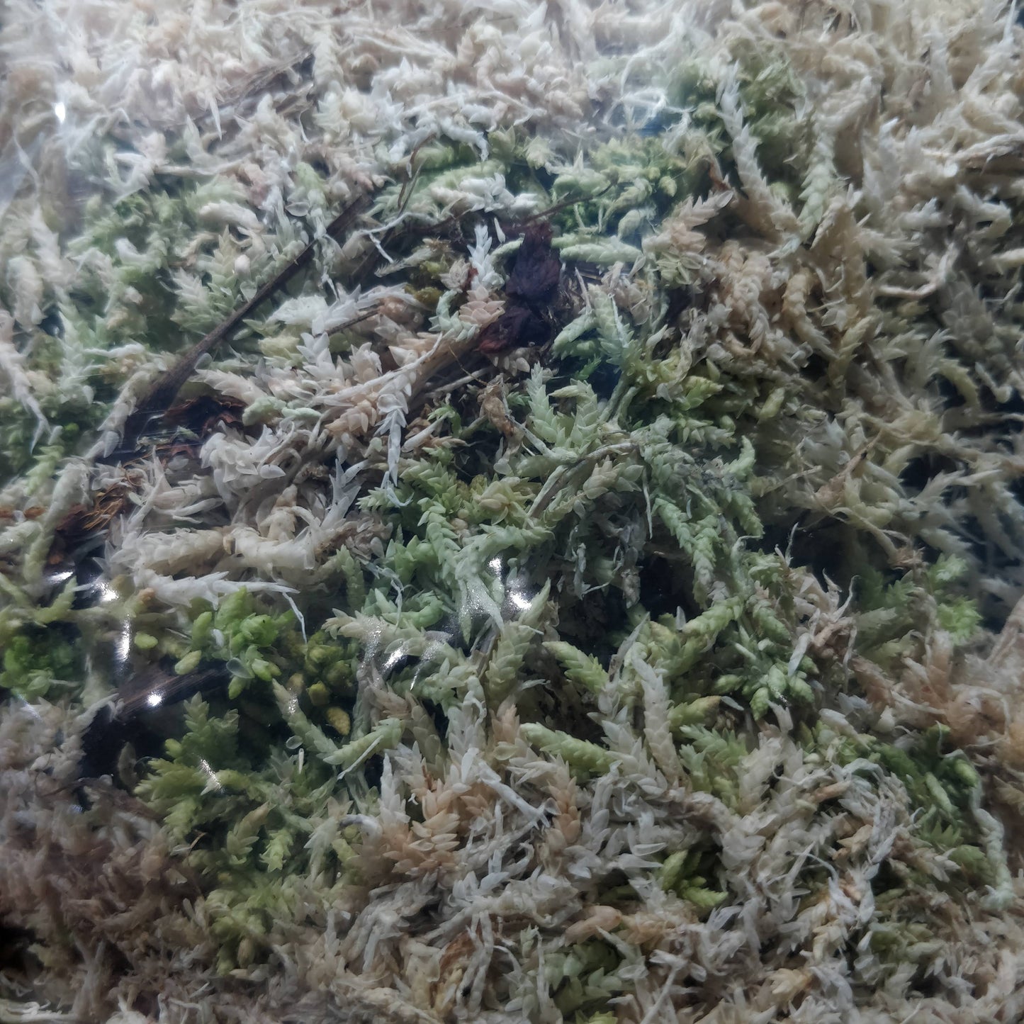 Sphagnum Moss - 1 liter