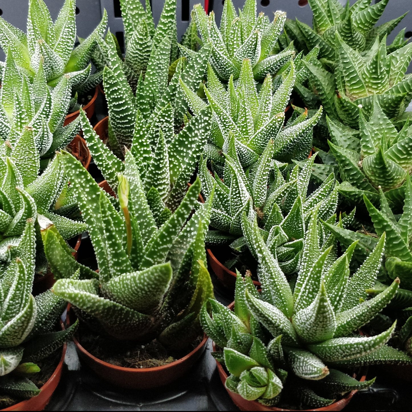 Haworthia - Succulents