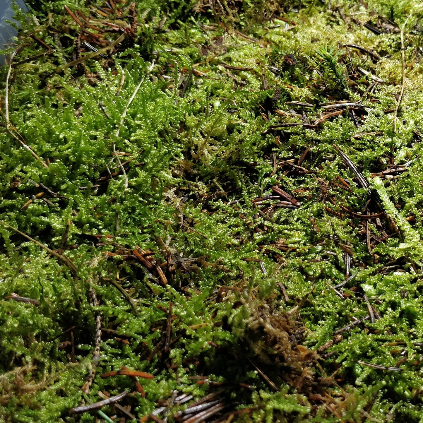 Flat Moss - Plagiothecium