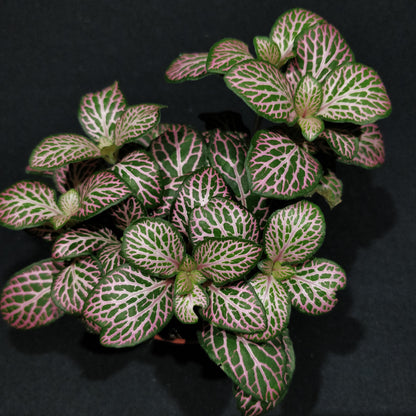 Fittonia - Nerve Plant