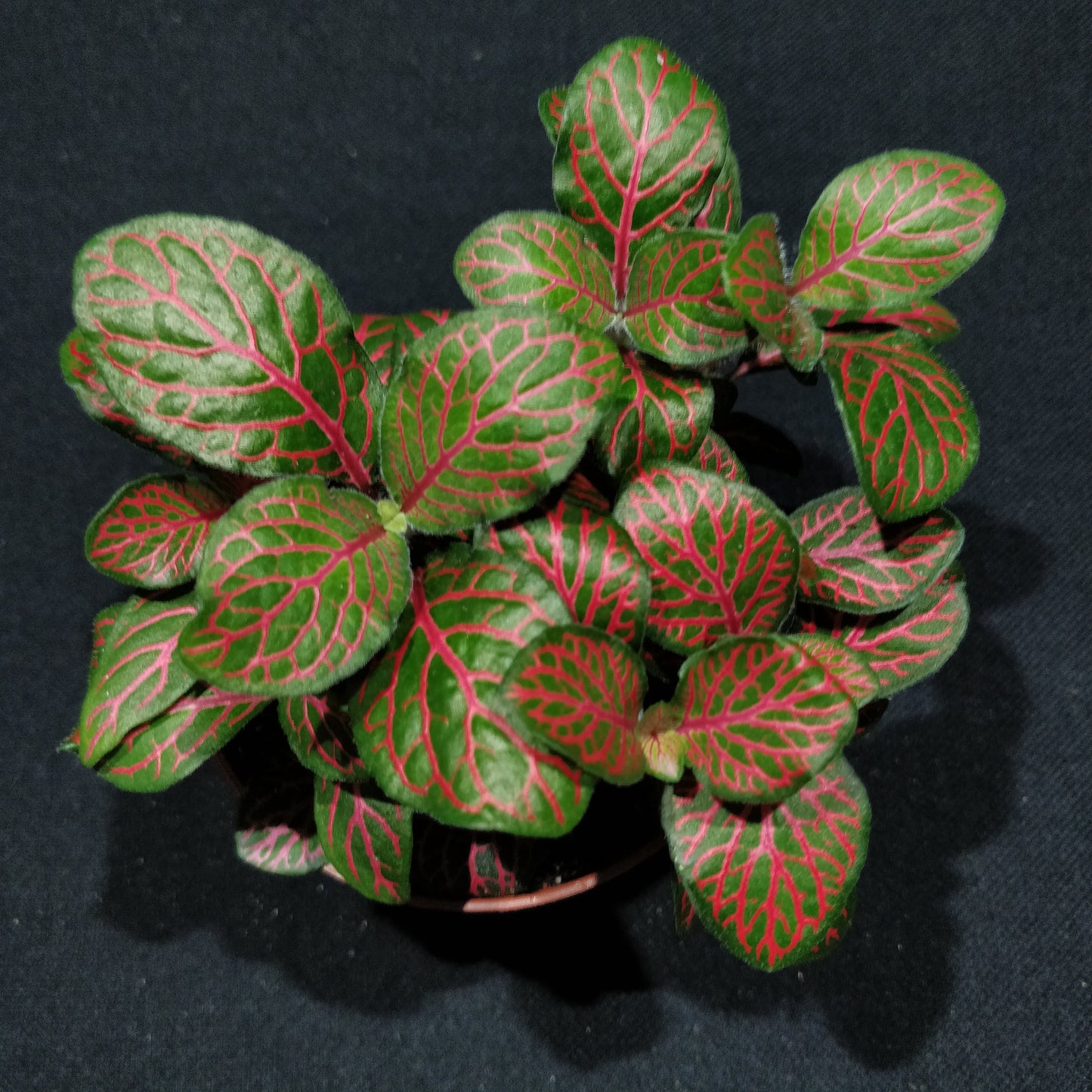 Fittonia - Nerve Plant