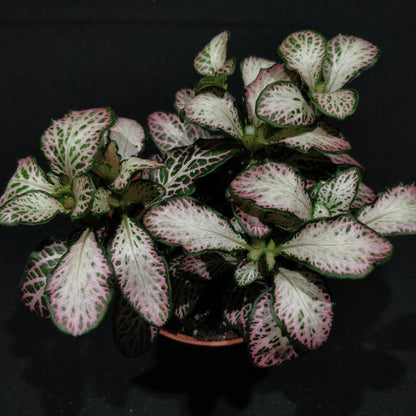 Fittonia - Nerve Plant