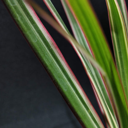 Madagascar Dragon Tree - The Red Edged Dracaena