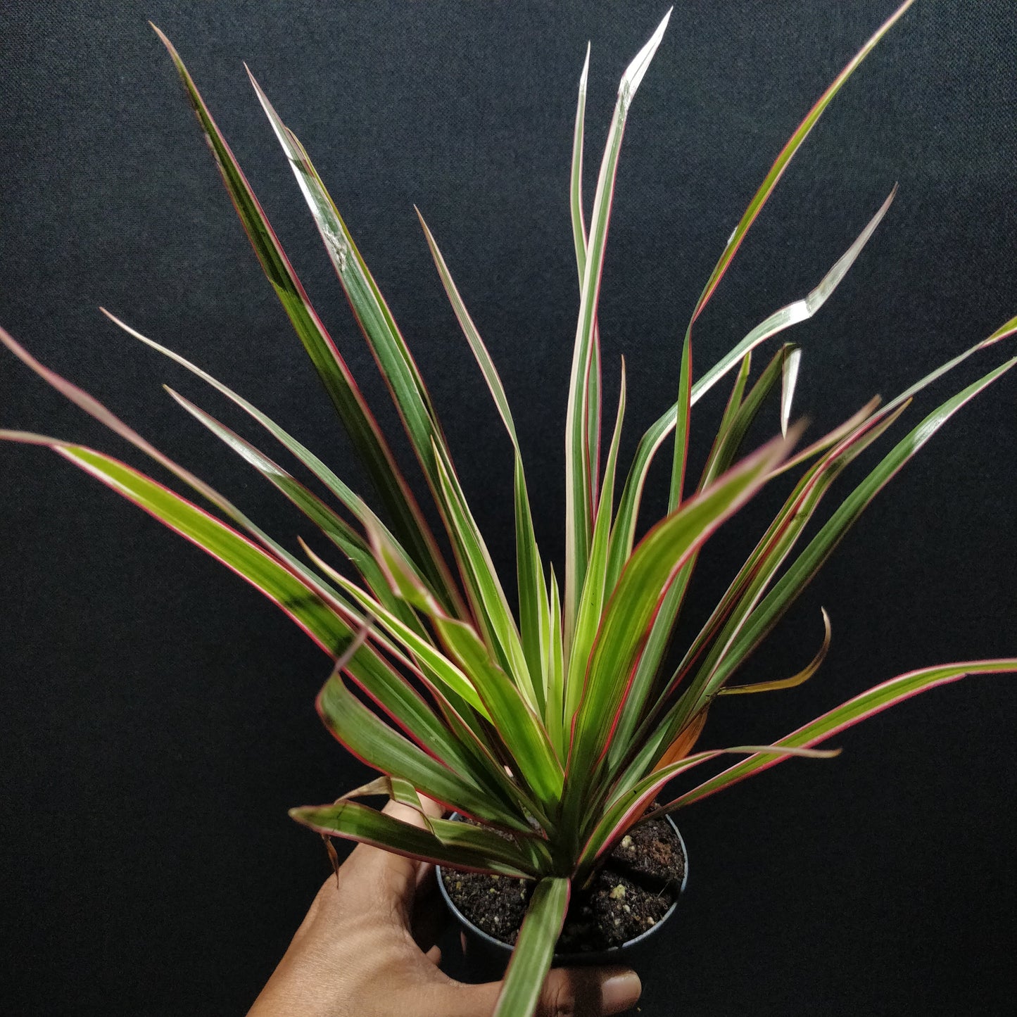 Madagascar Dragon Tree - The Red Edged Dracaena