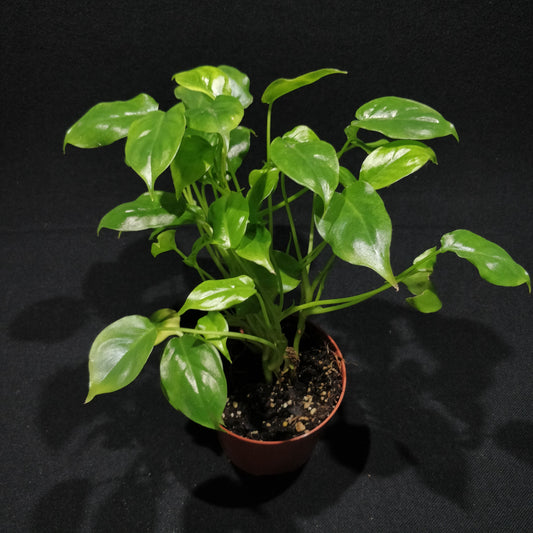 Philodendron (unknown species)