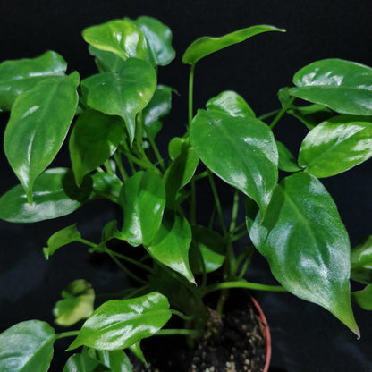 Philodendron (unknown species)