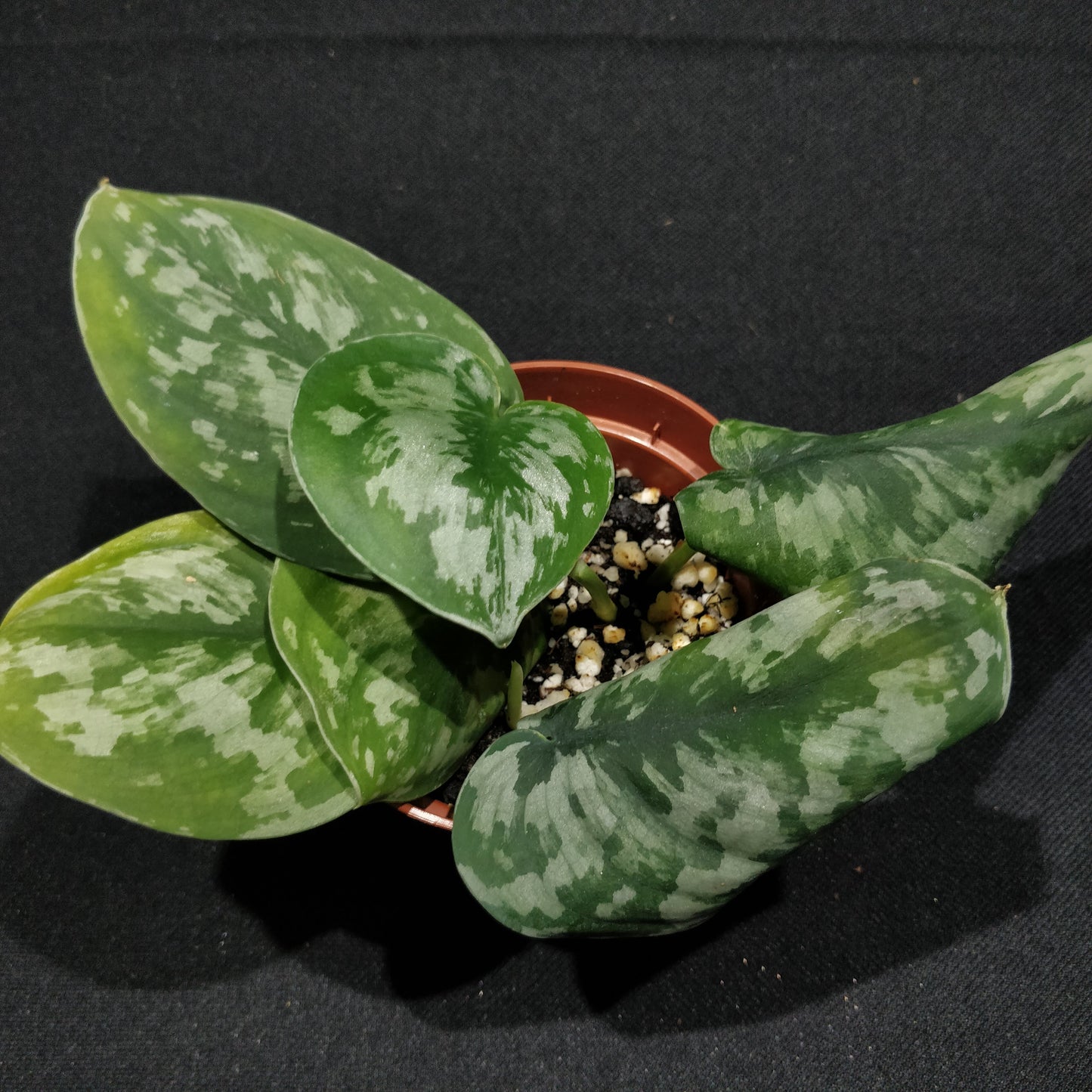 Satin Pothos - Scindapsus Pictus