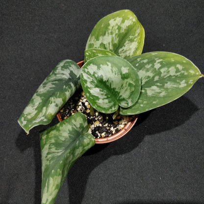 Satin Pothos - Scindapsus Pictus