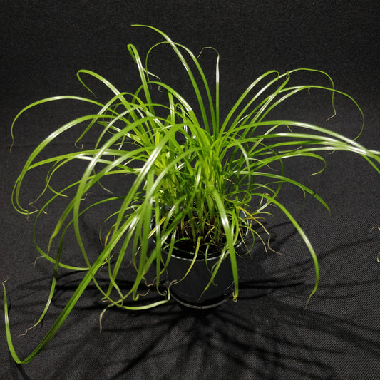 Cyperus Alternifolius 'Zumula'