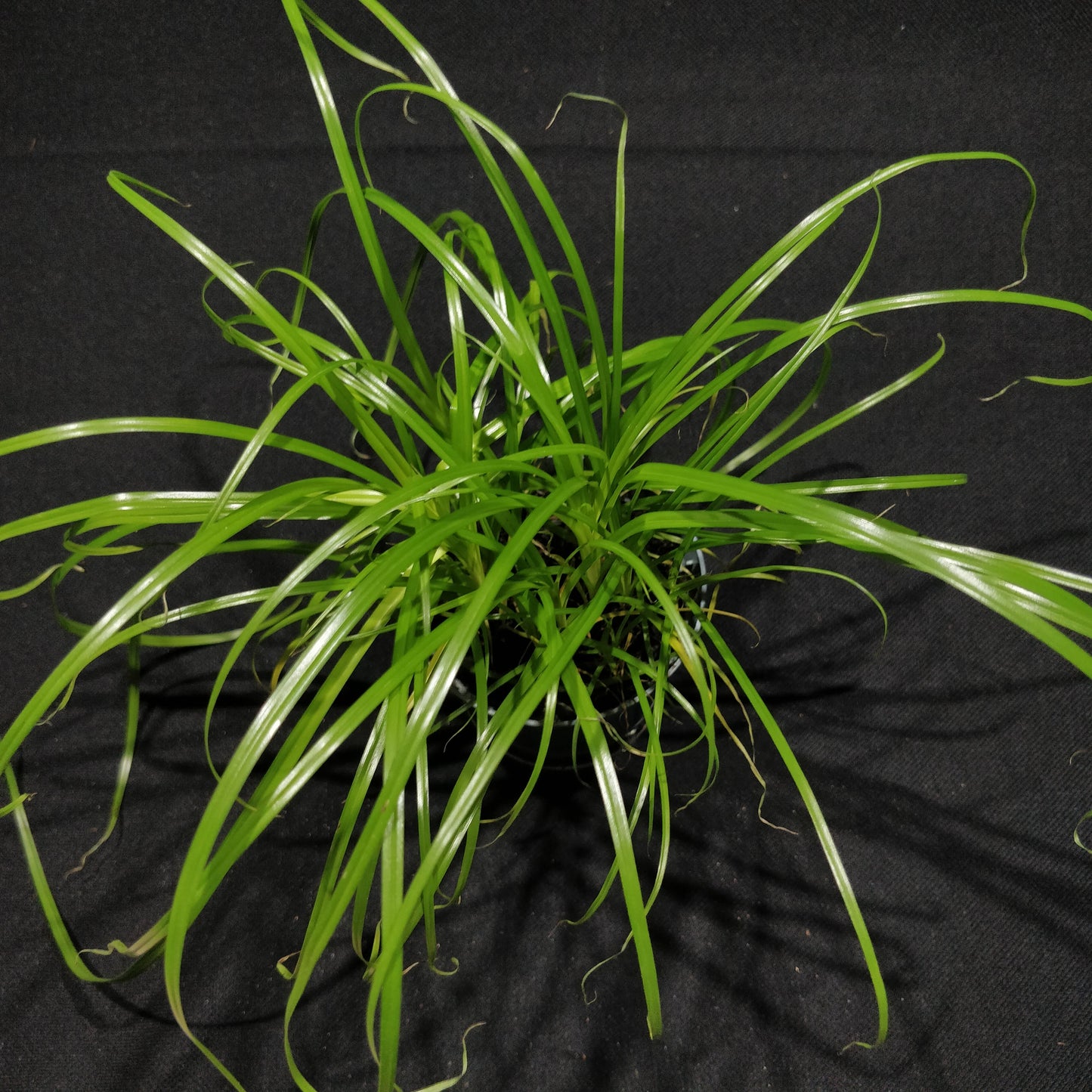 Cyperus Alternifolius 'Zumula'